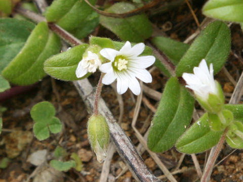 Cerastium holosteoides var. holosteoides