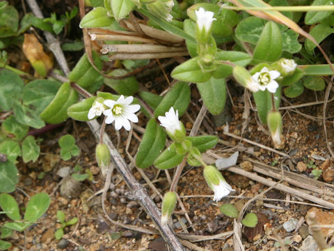 Cerastium holosteoides var. holosteoides