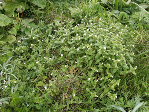 Cerastium holosteoides var. holosteoides