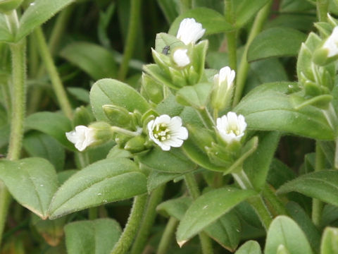 Cerastium holosteoides var. holosteoides