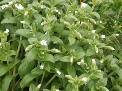 Cerastium holosteoides var. holosteoides