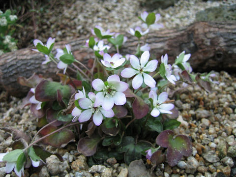 Hepatica nobilis var. japonica f. magna