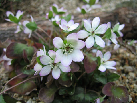 Hepatica nobilis var. japonica f. magna