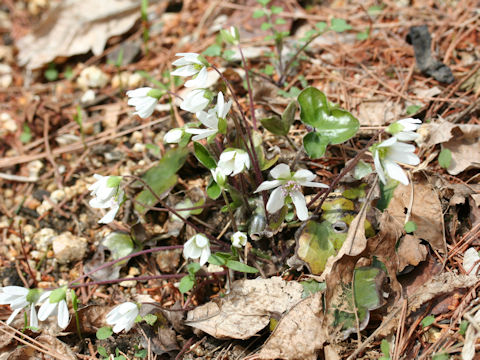 Hepatica nobilis var. japonica f. magna