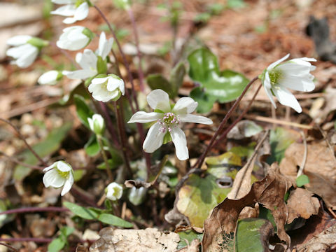 Hepatica nobilis var. japonica f. magna