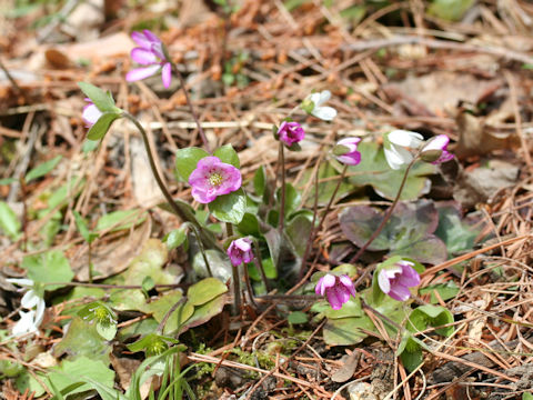 Hepatica nobilis var. japonica f. magna