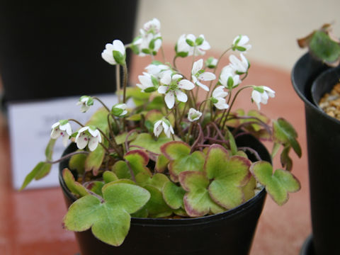 Hepatica nobilis var. japonica f. magna