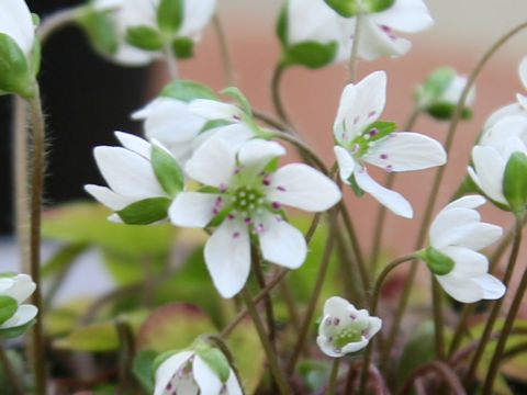 Hepatica nobilis var. japonica f. magna