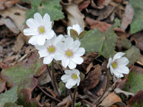 Hepatica nobilis var. japonica f. magna