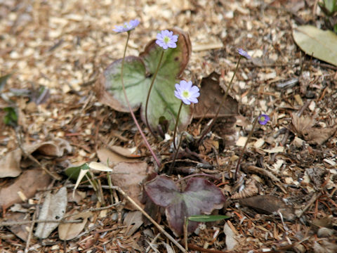 Hepatica nobilis var. japonica f. magna