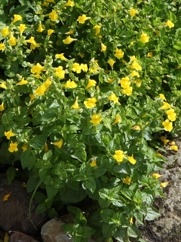 Mimulus sessilifolius