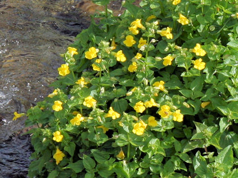 Mimulus sessilifolius