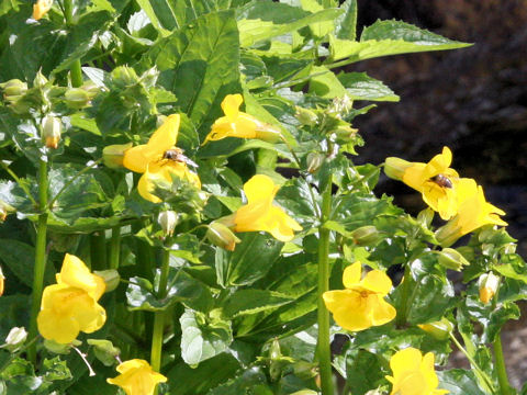 Mimulus sessilifolius