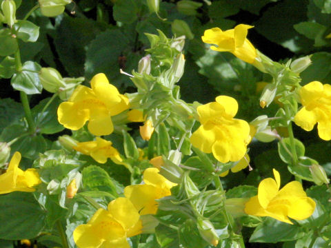 Mimulus sessilifolius