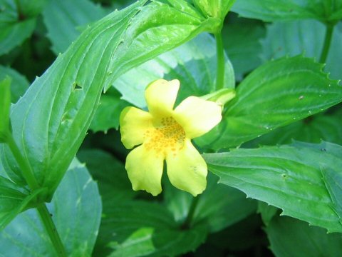 Mimulus sessilifolius