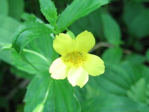 Mimulus sessilifolius