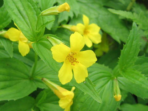 Mimulus sessilifolius