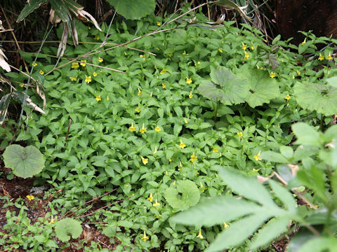 Mimulus sessilifolius