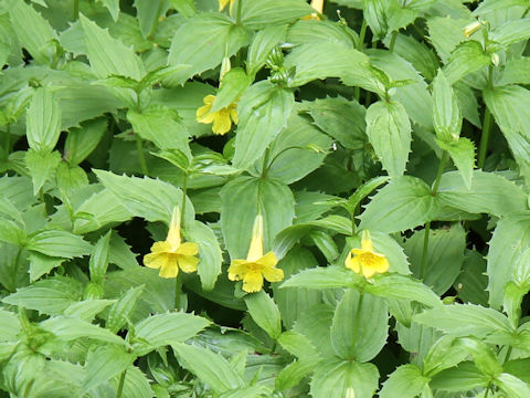 Mimulus sessilifolius