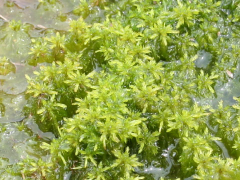 Sphagnum palustre