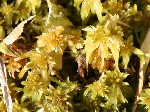 Sphagnum palustre