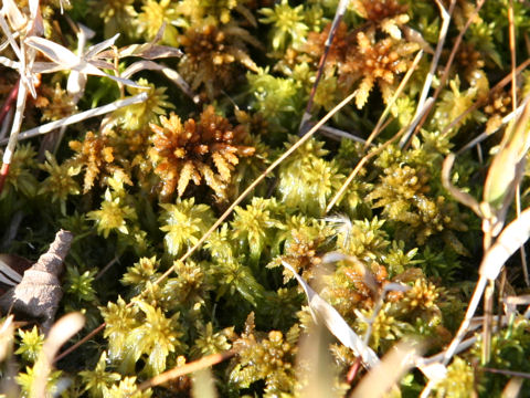 Sphagnum palustre