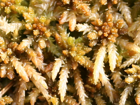 Sphagnum palustre