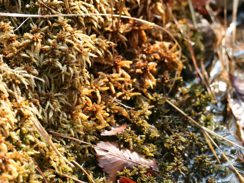 Sphagnum palustre