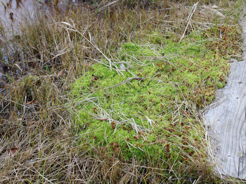 Sphagnum palustre