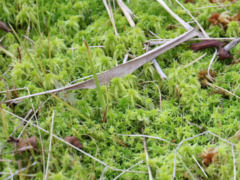 Sphagnum palustre