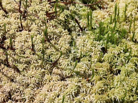 Sphagnum palustre