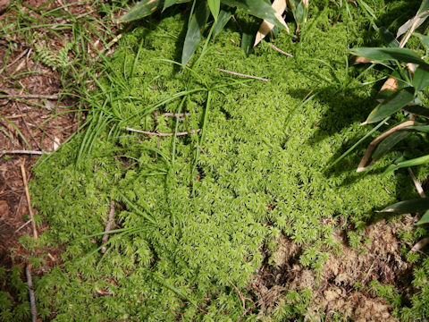 Sphagnum palustre