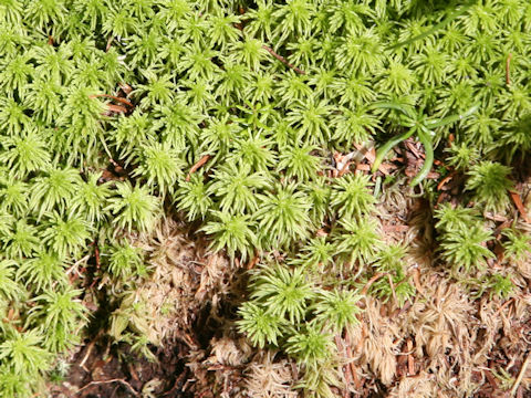 Sphagnum palustre