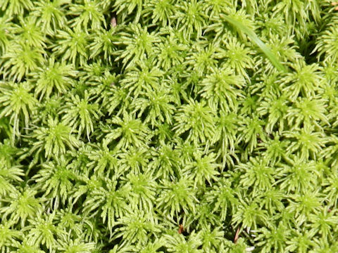 Sphagnum palustre