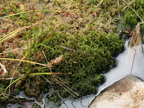 Sphagnum palustre