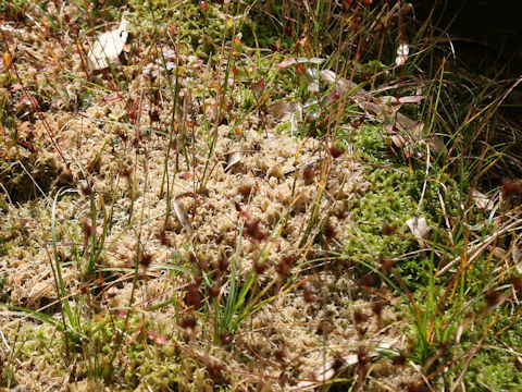 Sphagnum palustre