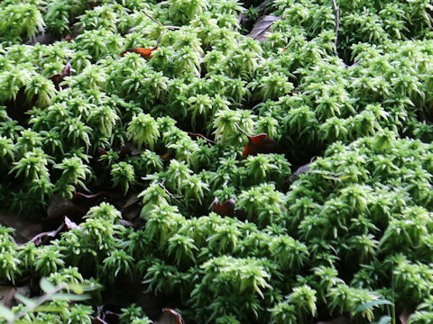 Sphagnum palustre