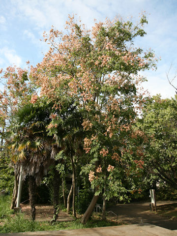 Koelreuteria bipinnata