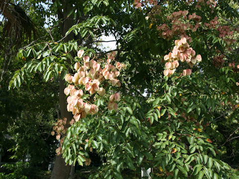 Koelreuteria bipinnata