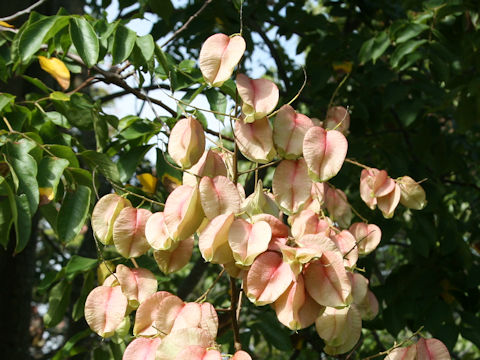 Koelreuteria bipinnata