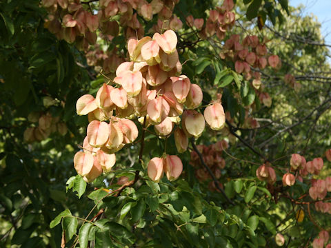 Koelreuteria bipinnata