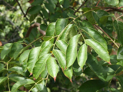 Koelreuteria bipinnata