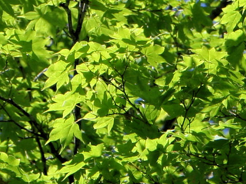 Acer amoenum