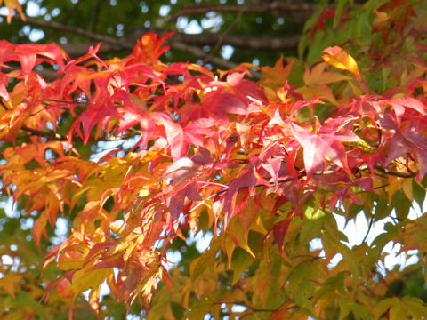 Acer amoenum