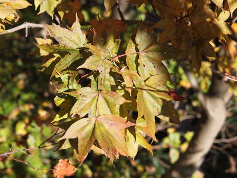 Acer amoenum