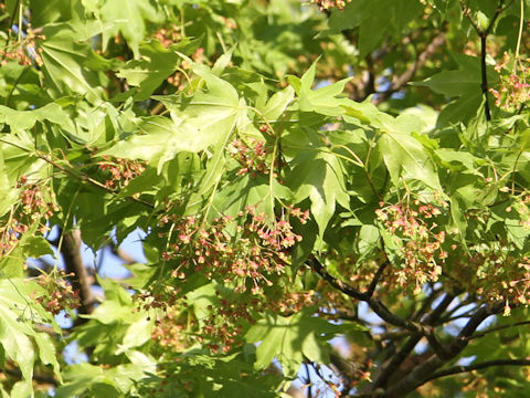 Acer amoenum