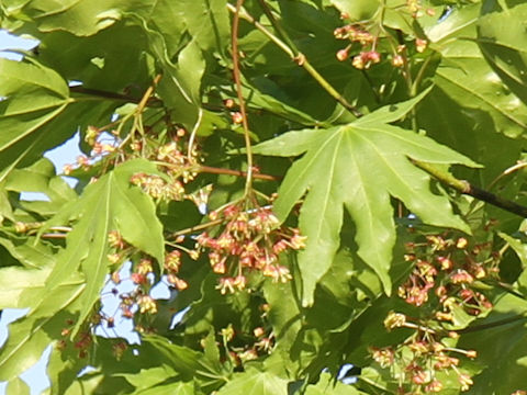 Acer amoenum