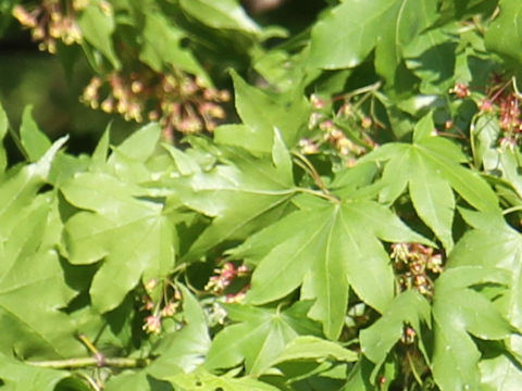 Acer amoenum