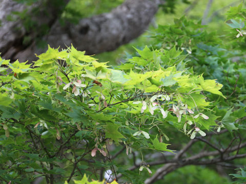 Acer amoenum