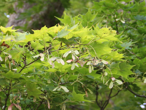 Acer amoenum